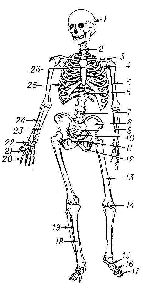 Рис. 3. Скелет человека: 1 — череп; 2 — шейные позвонки; 3 — ключица; 4 — лопатка; 5 — плечевая кость; 6 — грудные позвонки; 7 — поясничные позвонки; 8 — подвздошная кость; 9 — крестец; 10 — копчик; 11 — лобковая кость; 12 — седалищная кость; 13 — бедренная кость; 14 — надколенник; 15 — предплюсна; 16 — плюсна; 17 — фаланги; 18 — большая берцовая кость; 19 — малая берцовая кость; 20 — фаланги; 21 — пясть; 22 — запястье; 23 — локтевая кость; 24 — лучевая кость; 25 — рёбра; 26 — грудина.