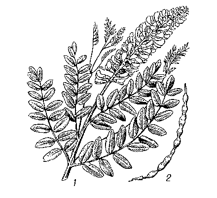 Софора обыкновенная: 1 — верхняя часть цветущего растения; 2 — плод.
