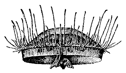 Пресноводная гидромедуза Craspedacustra.