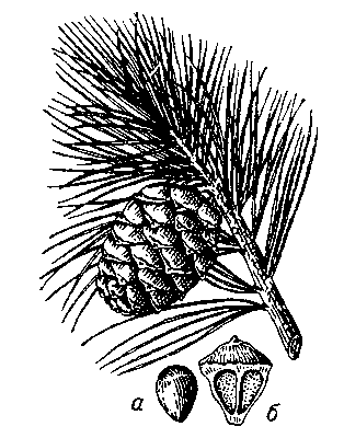 Рис. 2. Кедровая сосна сибирская, ветка с шишкой; а — семя, б — чешуя шишки.