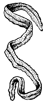Плероцеркоид ремнеца (Ligula intestinalis).