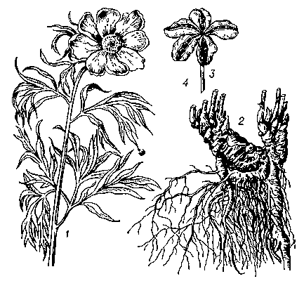 Пион Марьин корень: 1 — верхняя часть цветущего растения; 2 — корневище с корнями и основаниями стеблей; 3 — зрелый плод; 4 — семя.