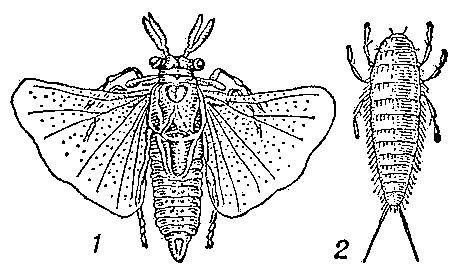 Осиный веерокрыл: 1 — взрослый самец; 2 — личинка — триунгулин.