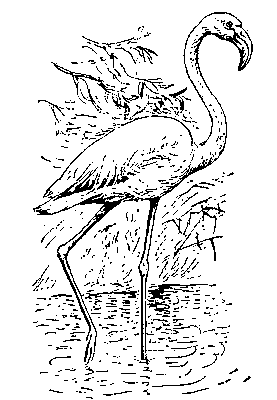 Обыкновенный фламинго.