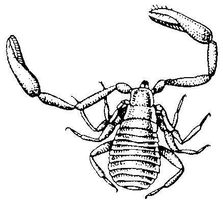 Ложноскорпион Chelifer cancroides.