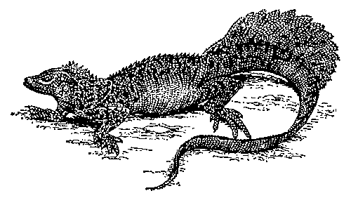 Парусная ящерица (Hydrosaurus amboinensis).
