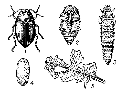 Сибирский горчичный листоед: 1 — жук; 2 — куколка; 3 — личинка; 4 — яйцо; 5 — лист, поврежденный сибирским горчичным листоедом.