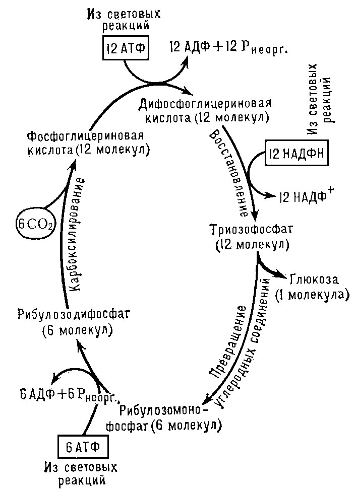 Рис. 2. Упрощённая схема цикла Калвина — пути фиксации углерода при фотосинтезе.
