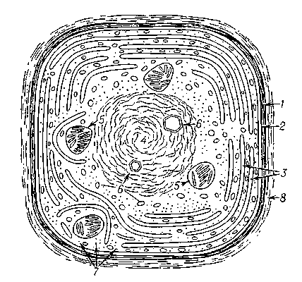 Схема строения клетки синезелёной водоросли: 1 — клеточная стенка; 2 — цитоплазматическая мембрана; 3 — фотосинтезирующие ламеллы; 4 — ядерное вещество (нуклеоплазма); 5 — зёрна цианофицина; 6 — разнообразные включения; 7 — рибосомы; 8 — слой слизи.