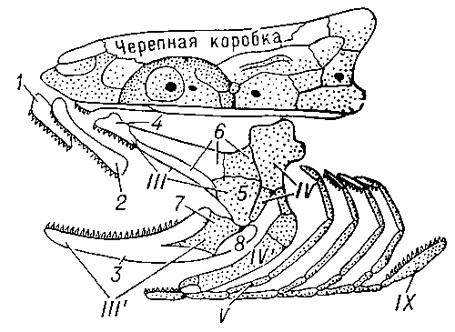 Рис. 3. Схема черепа костной рыбы (висцеральный скелет отделен от черепной коробки); кости: 1 — предчелюстная; 2 — верхнечелюстная; 3 — зубная; 4 — нёбная; 5 — квадратная; 6 — крыловидные; 7 — сочленовная; 8 — угловая; III — нёбноквадратный хрящ; III'— меккелев хрящ; IV — расчленённый подвесок; IV — гиоид; V—IX — жаберные дуги.