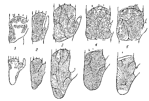 Схема кожных узоров на ладонях (верхний ряд) и подошвах (нижний ряд) обезьян: 1 — ночной обезьяны; 2 — гиббона; 3 — орангутана; 4 — шимпанзе; 5 — гориллы.