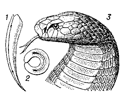 Рис. 1. Кобра (Naja naja): 1 — ядовитый зуб; 2 — его поперечный разрез (в середине виден ядоносный канал); 3 — голова кобры.