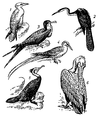 Веслоногие птицы: 1 — олуша (Sula bassana); 2 — змеешейка (Anhinga anhinga); 3 — фрегат (Fregata aquila); 4 — фаэтон (Phaethon aethereus); 5 — большой баклан; 6 — розовый пеликан.