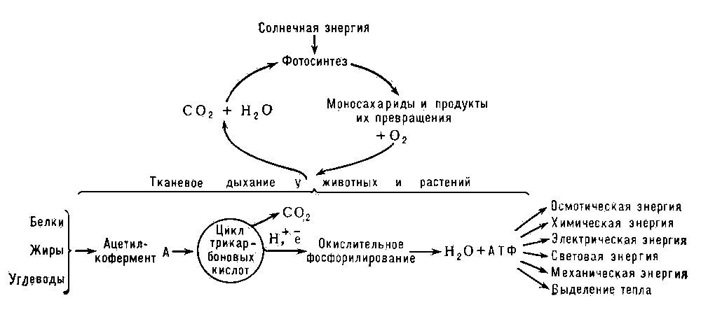 Последовательность этапов процесса дыхания. Схема тканевого дыхания биохимия. Активатор ферментов тканевого дыхания. Процесс тканевого дыхания биохимия. Цепь тканевого дыхания биохимия схема.