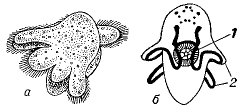 Мюллеровская личинка: а — общий вид; б — схема строения (1 — глотка, 2 — лопасти).