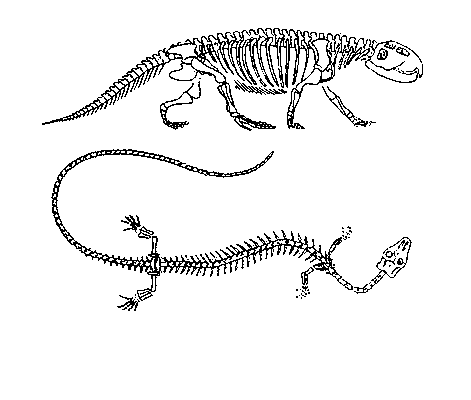 Лепидозавры: вверху — Scaphonyx (триас, Южная Америка); внизу — Asteosaurus (мел, Европа).