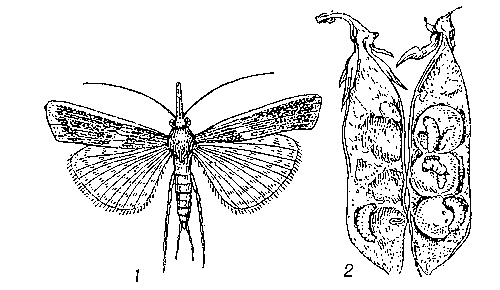 Акациевая огнёвка: 1 — бабочка; 2 — гусеницы, повреждающие горох.