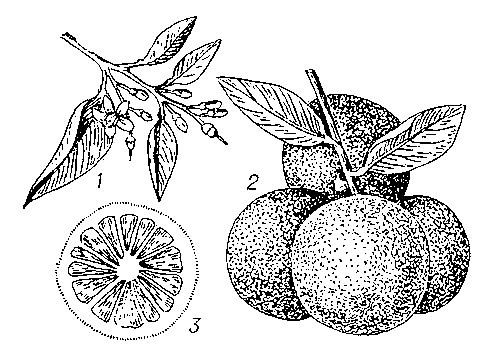 Грейпфрут: 1 — ветка с цветками; 2 — ветка с плодами; 3 — плод в разрезе.