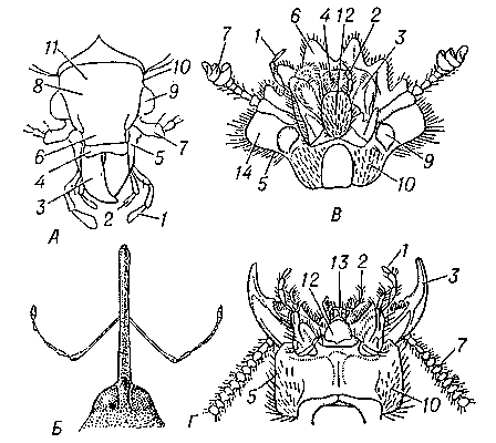 Рис. 2. Строение головы жуков: А — жука красотела (вид сверху); Б — долгоносика плодожила (вид сверху; голова вытянута в головотрубку); В — навозника скарабея (вид снизу); Г — стафилина (вид снизу). 1 — челюстной щупик; 2 — губной щупик; 3 — верхняя челюсть; 4 — верхняя губа; 5 — щека; 6 — наличник; 7 — усик; 8 — лоб; 9 — глаз; 10 — висок; 11 — темя; 12 — подбородок; 13 — нижняя губа; 14 — край наличника.
