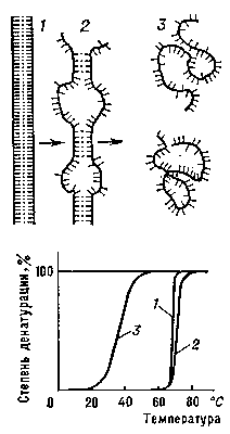 Рис. 3. Схема перехода спираль — клубок для ДНК: 1 — нативное состояние (вместо двойной спирали для простоты изображена «верёвочная лестница»); 2 — состояние ДНК в области перехода; 3 — денатурированное состояние (однонитевые клубки).