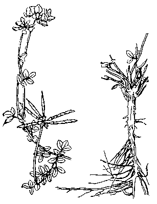 Лядвенец рогатый: верхняя (слева) и нижняя части растения.