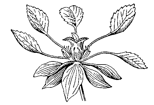 Антолиз цветка живокости: уродливые позеленевшие части цветка приняли листовидную форму.