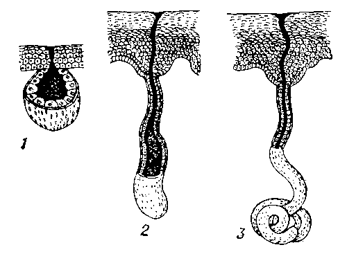 Схема многоклеточной железы земноводных (1) и потовых желёз низших (2) и высших (3) млекопитающих.