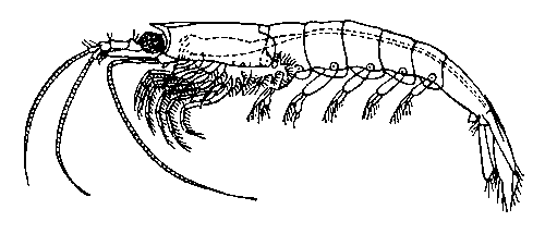 Эвфаузиевый рачок (Euphausia pellucida).