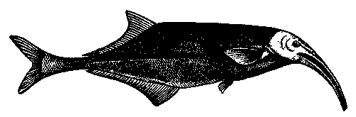 Криворылый гнатонем (Gnathonemus curvirostris).