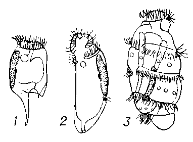 Энтодиниоморфы: 1 — Entodinium caudatum (из рубца жвачных); 2 — Spirodinium confusum (из толстой кишки лошади); 3 — Polydinium mysoreum (из толстой кишки индийскго слона).