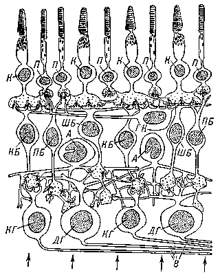 Рис. 1. Схема строения сетчатки человека и обезьян, основанная на данных световой и электронной микроскопии. Показаны строение разных клеток и связи между ними. Стрелки указывают, что свет попадает на сетчатку снизу. П — палочки; К — колбочки; КБ, ПБ и ШБ — разные типы биполярных клеток (КБ — карликовые, ПБ — палочковые, ШБ — щётковидные); ГК — горизонтальные клетки; А — амакриновые клетки; КГ и ДГ — ганглиозные нервные клетки разных типов (КГ — карликовые, ДГ — диффузные); В — отростки ганглиозных клеток — нервные волокна, образующие зрительный нерв.
