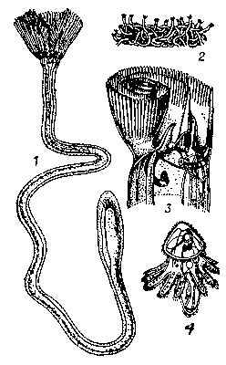 Форонида Phoronis sp.: 1 — крупный экземпляр из Охотского моря; 2 — группа особей, образующая характерные для всех форонид дерновинки; 3 — передний конец тела животного, виден спирально закруглённый щупальцевый аппарат, в полость тела свисает метанефридий; 4 — личинка — актинотроха.