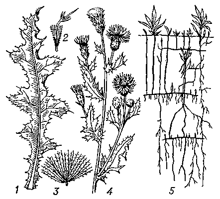Бодяк полевой: 1 — нижний лист; 2 — цветок; 3 — плод; 4 — верхушка стебля с соцветиями; 5 — корневая система.