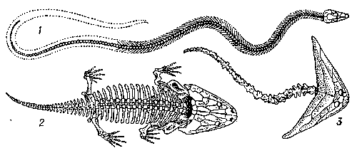Рис. 4. Скелеты вымерших земноводных: 1 — Ophiderpeton; 2 — Metoposaurus; 3 — Diplocaulus.