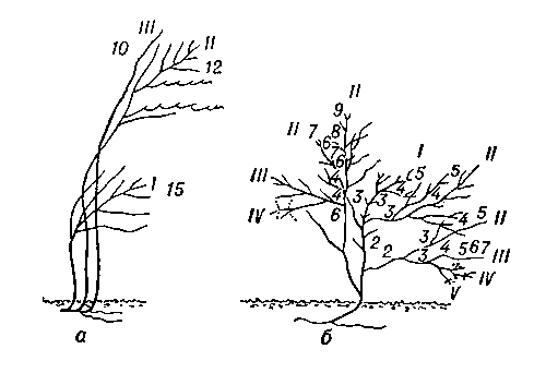 Рис. 3а. Нарастание и длительность жизни скелетных осей у различных жизненных форм: а — кустарник; б — кустарничек. Точками и пунктиром обозначены отмирающие части побегов. Римские цифры — основные структурные оси, арабские — годичные приросты.