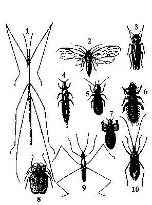 Взрослые формы насекомых: 1 — палочник; 2 — яблонная медяница; 3 — зелёная цикада; 4 — трипс; 5 — сеноед; 6 — пухоед; 7 — кружевница; 8 — водомерка; 9 — редувий.