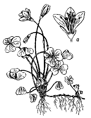 Кислица обыкновенная; а — продольный разрез цветка.