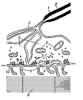 Схема строения двигательной бляшки: 1 — двигательный нерв; 2 — миелиновая оболочка; 3 — цитоплазма шванновской клетки; 4 — выросты шванновской клетки, проникающие в щель между нервным и мышечным волокнами; 5 — нервное окончание; 6 — митохондрии; 7 — синаптические пузырьки; 8 — мышечное волокно; 9 — складки пограничной мембраны мышечного волокна; 10 — плотная полоса в щели между нервным и мышечным волокнами (щель указана стрелками).