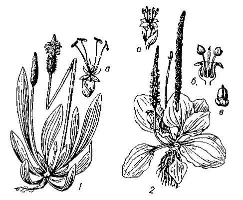 Подорожник: 1 — ланцетолистный (а — цветок); 2 — большой (а — цветок, б — цветок в разрезе, в — коробочка).