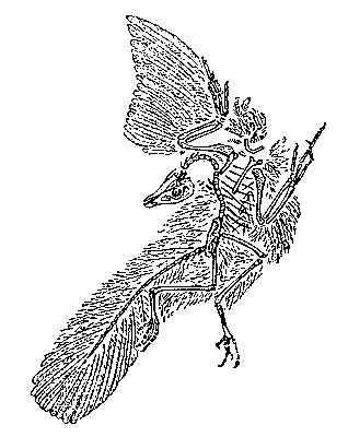 Archaeopteryx lithographica.