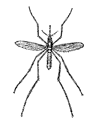 Рис. 2. Комар Culex pipiens, самка.