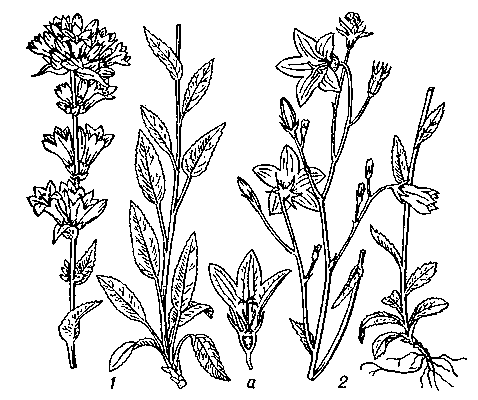 Колокольчик: 1 — скученный (С. glomerata); 2 — раскидистый (С. patula); а — цветок (продольный разрез).