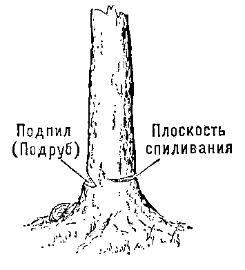 Что такое валка деревьев. Смотреть фото Что такое валка деревьев. Смотреть картинку Что такое валка деревьев. Картинка про Что такое валка деревьев. Фото Что такое валка деревьев