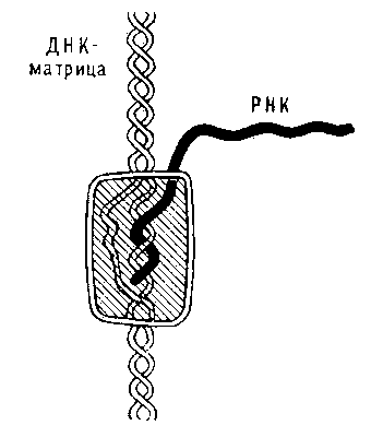 Схема процесса транскрипции ДНК РНК-полимеразой.