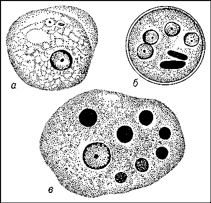 Рис. 1. Дизентерийная амёба: а — просветная форма; б — 4-ядерная циста; в — большая вегетативная форма (эритрофаг) с фагоцитированными эритроцитами.