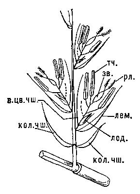 Рис. 5. Схема трёхцветкового колоска злака с недоразвитым четвёртым цветком: кол. чш. — колосковые чешуи; лем. — лемма; лод. — лодикулы; в. цв. чш. — верхняя цветковая чешуя; тч. — тычинки; зв. — завязь; рл. — рыльца.
