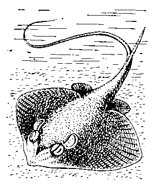 Морской кот (Dasyatis pastinaca).
