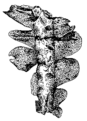 Рис. 4. Мох-печёночник из каменноугольных отложений Англии с сохранённым анатомическим строением.