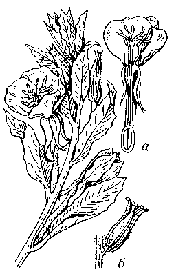 Энотера двулетняя, верхняя часть растения; а — цветок, б — плод.