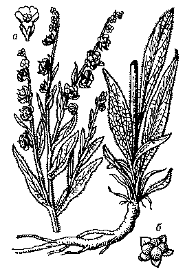 Чернокорень лекарственный, верхняя и нижняя части растения; а — цветок; б — плод.